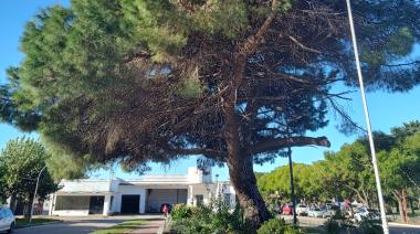Un retoño del histórico pino de San Lorenzo vive en Roque Pérez desde 1950