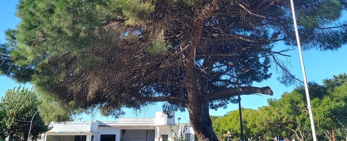 Un retoño del histórico pino de San Lorenzo vive en Roque Pérez desde 1950