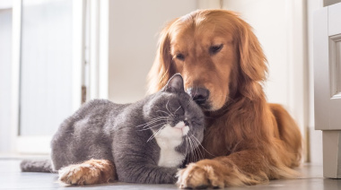 Día del Animal: ¿por qué se celebra el 29 de abril en la Argentina?