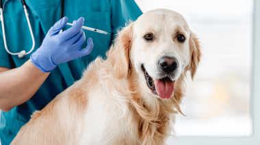 Campaña de vacunación gratuita para perros y gatos en Roque Peréz