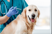 Campaña de vacunación gratuita para perros y gatos en Roque Peréz