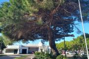Un retoño del histórico pino de San Lorenzo vive en Roque Pérez desde 1950