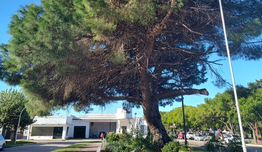 Un retoño del histórico pino de San Lorenzo vive en Roque Pérez desde 1950
